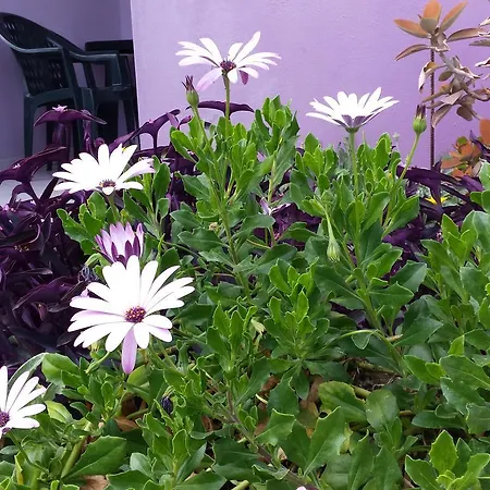 Casa Purple